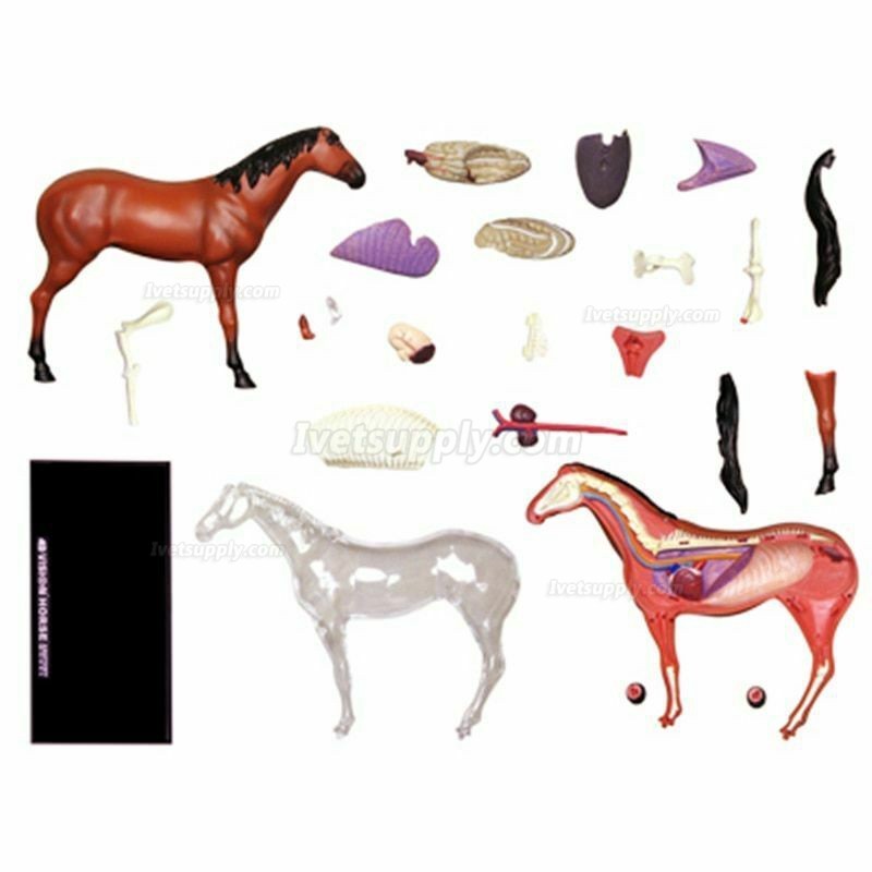 Horse Animal Organ Anatomy 4D Model Medical Teaching Animal Anatomical Models